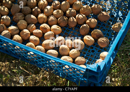 Plastic basket with harvested walnuts on a small hobby farm in Germany near Petershagen. Stock Photo