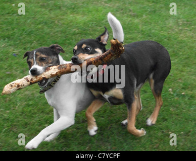 Two dogs running together on grass, fighting over the same stick.    sharing the same stick in their mouths Stock Photo