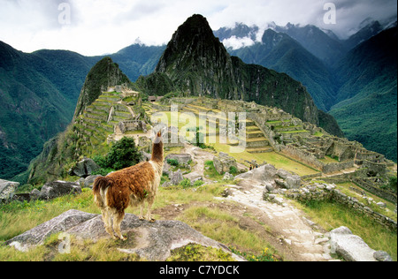 Peru, Machu Picchu and llama Stock Photo