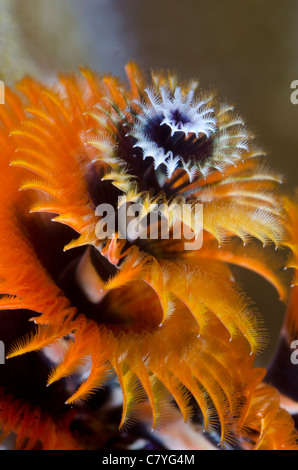 Philippines coral reef Underwater, Anilao, Christmas tree worm, sea life, marine life, ocean, scuba, diving, colorful, coral, Stock Photo