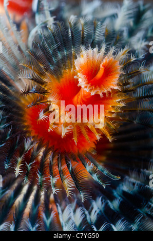 Philippines coral reef Underwater, Anilao, christmas tree worm, marine life, sea life, scuba, diving, ocean, sea, colorful, Stock Photo