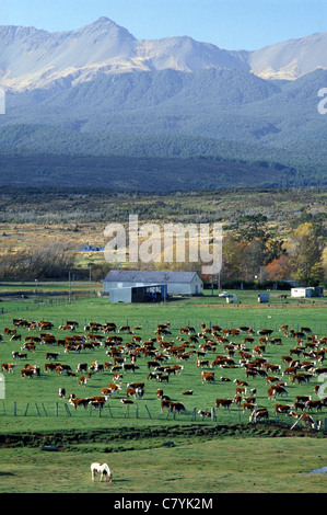 New Zealand, South Island, the countryside and farms Stock Photo