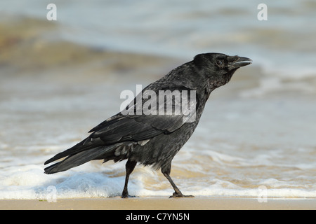 Carrion crow Corvus corone Foraging on forshore, Studland bay Dorset UK. Stock Photo