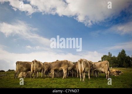 Cows in pasture, Taleggio valley, Lombardy, Italy Stock Photo