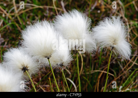 Harestail Cotton-grass (Eriophorum vaginatum) Stock Photo