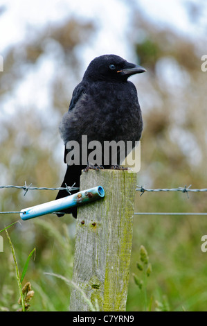 Raven, young bird (Corvus corax Stock Photo - Alamy