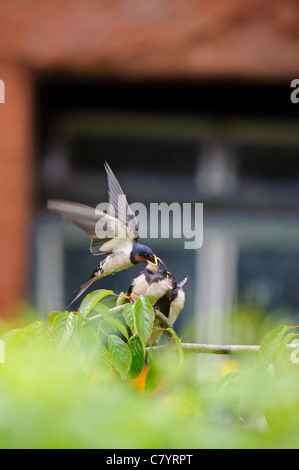 Barn Swallow (Hirundo rustica), adult feeding young Stock Photo