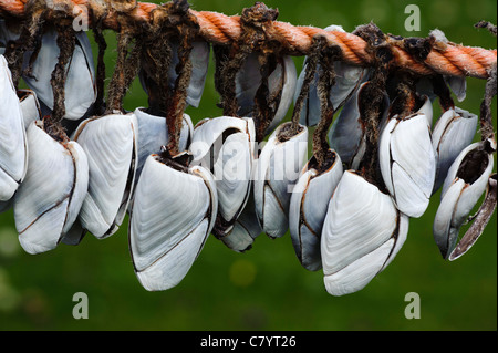 Common Goose Barnacle (Lepas anatifera) Stock Photo