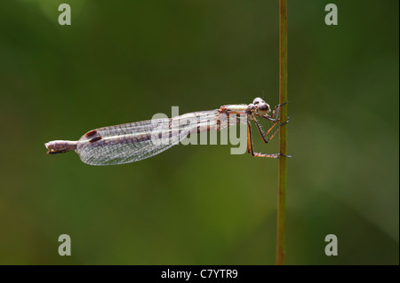 Emerald Damselfly (Lestes sponsa) female Stock Photo - Alamy
