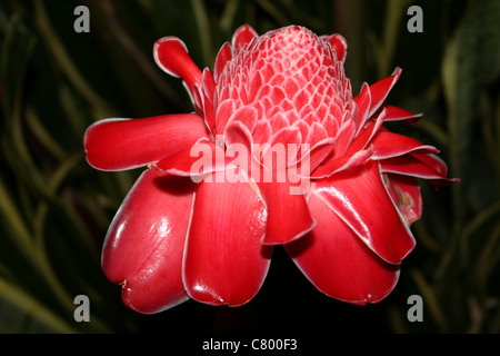 Red Tropical Flower of Torch Ginger Etlingera elatior, Indonesia Stock Photo