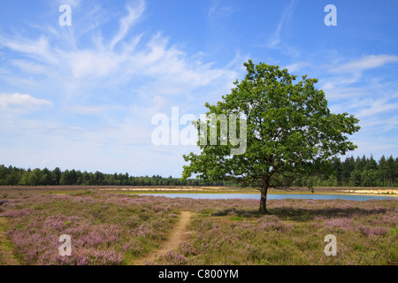 Green tree in purple fields of heather at a location called the 'Strabrechtse Heide' near Lierop in the Netherlands. Stock Photo