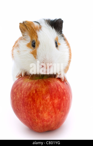 guinea pig and red apple Stock Photo