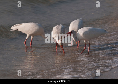 White Ibis scavenge for food on the shore of Boca Grande, Gasparilla ...