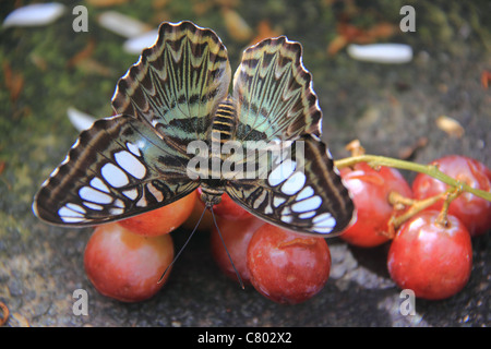 Citrus Swallowtail Butterfly perched on some grapes Stock Photo