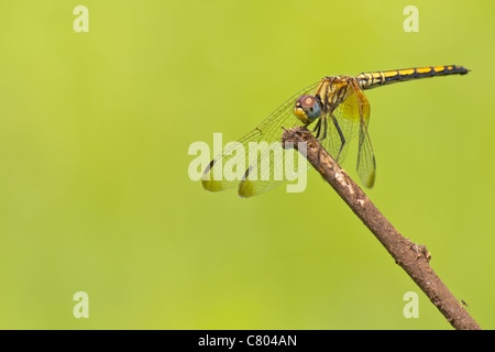 Dragon fly resting  on a perch Stock Photo