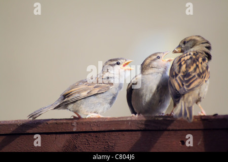 Female house sparrow feeding her two hungry fledglings perched on a fence (passer domesticus) Stock Photo