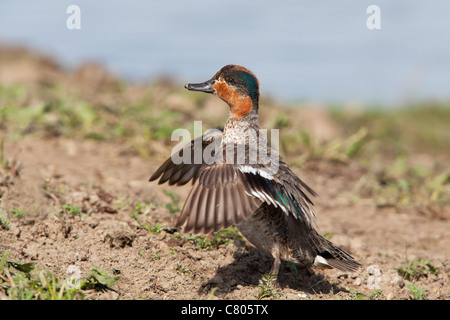 Common Teal Anas crecca adult male in eclipse plumage wing flapping Stock Photo