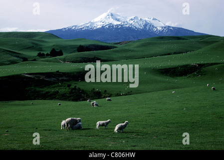 New Zealand, South Island, the countryside and farms Stock Photo