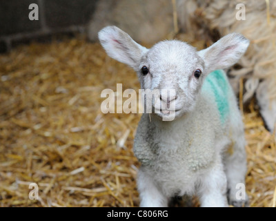 A very cute little baby lamb Stock Photo