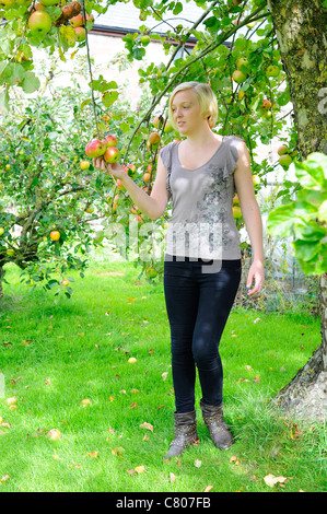 Young woman picking apples from a tree in her garden. Stock Photo