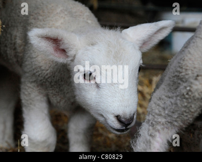 A small pretty baby lamb Stock Photo