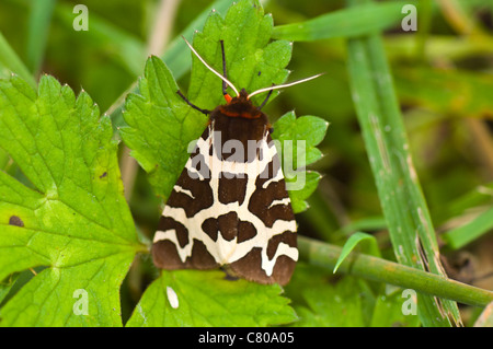 Garden Tiger Moth (Arctia caja), France Stock Photo