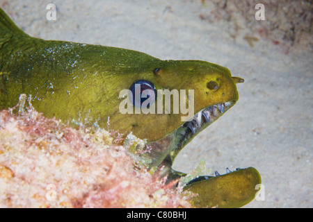 Close-up view of a large green moray eel, Bonaire, Caribbean Netherlands. Stock Photo