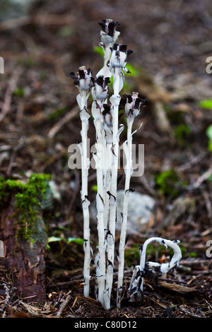 An example of the Indian Pipe plant growing in a wooded area on Vancouver Island Stock Photo