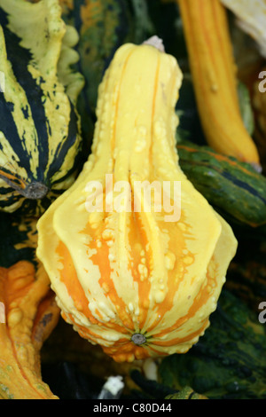 ornamental gourds in a pile Stock Photo