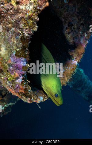 A large Green Moray eel within the Hilma Hooker shipwreck, Bonaire, Caribbean Netherlands. Stock Photo