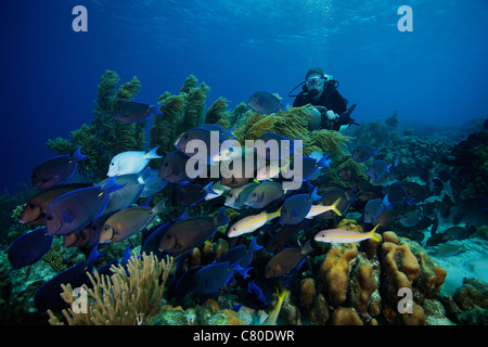A school of Blue Tang feed on the reefs algae while a diver follows on her scooter, Bonaire, Caribbean Netherlands.