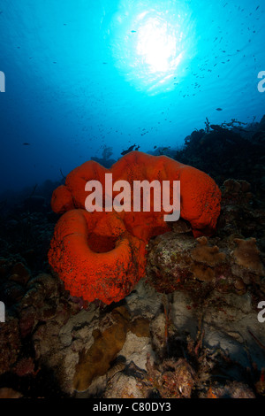 A large orange elephant ear sponge on a reef, Bonaire, Caribbean Netherlands. Stock Photo