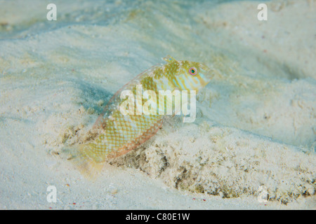 A Green Razorfish hovers over its hole, Bonaire, Caribbean Netherlands. Stock Photo