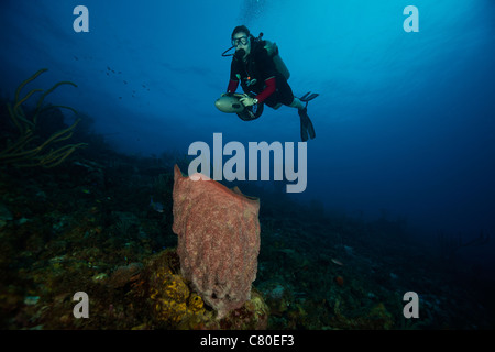 Scuba diver propels above a large vase sponge, Bonaire, Caribbean Netherlands. Stock Photo