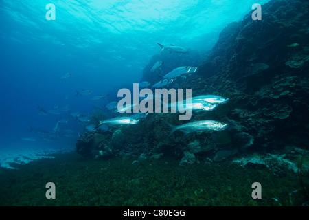 School of Tarpon, Bonaire, Caribbean Netherlands. Stock Photo