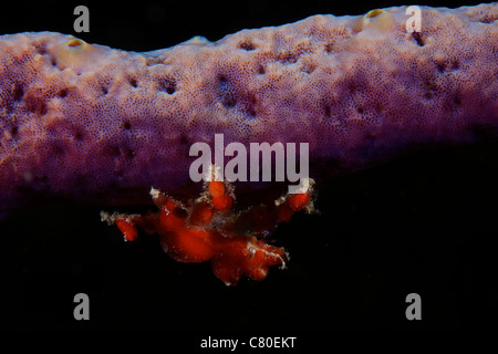 Cryptic Teardrop Crab on purple sponge, Bonaire, Caribbean Netherlands. Stock Photo
