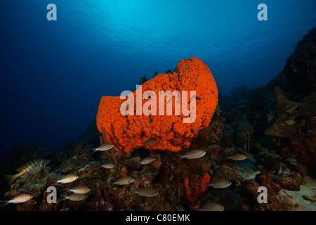 School of Brown Chromis near a large elephant ear sponge, Bonaire, Caribbean Netherlands. Stock Photo