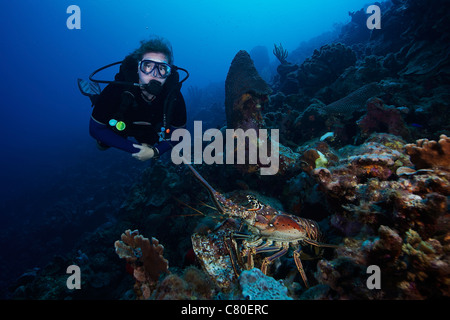 Scuba diver and a common spiny lobster, Bonaire, Caribbean Netherlands. Stock Photo