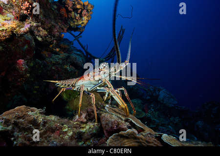 A common spiny lobster backs his way into the protection of the reef, Bonaire, Caribbean Netherlands. Stock Photo