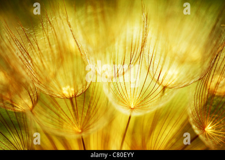 Soft dandelions flower, extreme closeup, abstract spring nature background Stock Photo