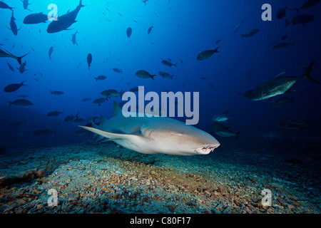 Tawny Nurse Shark swims away after eating some fish scraps, Fiji. Stock Photo