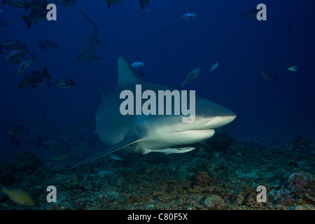 Bull shark surrounded by reef fish, Fiji. Stock Photo