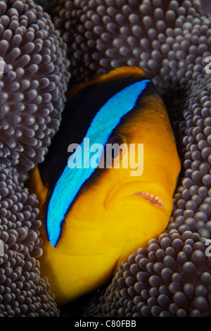 Bluestripe clownfish tucked away in its anenome host, Fiji. Stock Photo