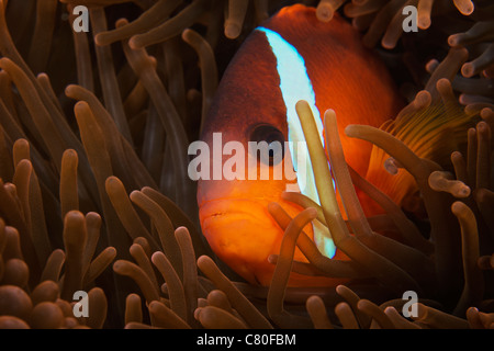 Cinnamon Clownfish (Amphiprion melanopus) in its host anemone, Fiji. Stock Photo