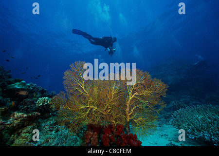 An underwater photographer swims past a large yellow gorgonian fan with a bed of red soft corals beneath it, Fiji. Stock Photo