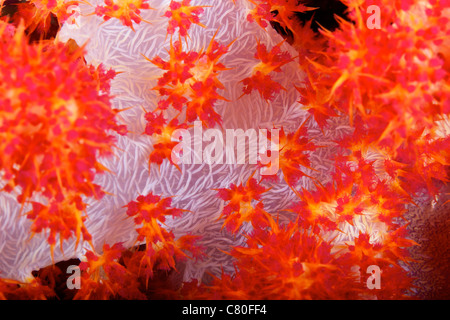 Detailed view of soft coral revealing the spicules that give stability to its form, Fiji. Stock Photo