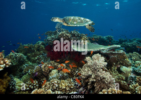 Hawksbill turtle glides over the pristine reefs in Fiji. Stock Photo