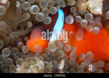 Cinnamon Clownfish (Amphiprion melanopus) in its host anemone. Stock Photo