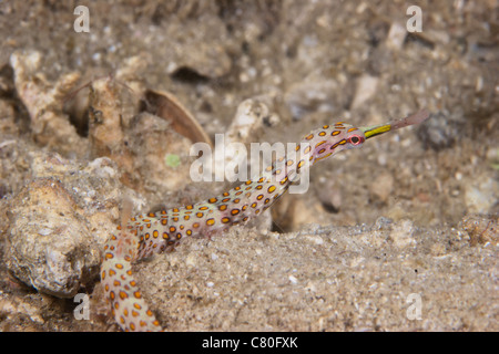Scribbled Pipefish on a pink sponge, Papua New Guinea. Stock Photo