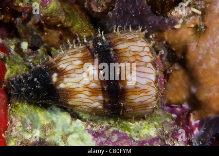 A small Soldier Cone shell, Papua New Guinea. Stock Photo